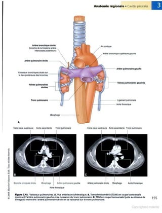 Grays anatomie