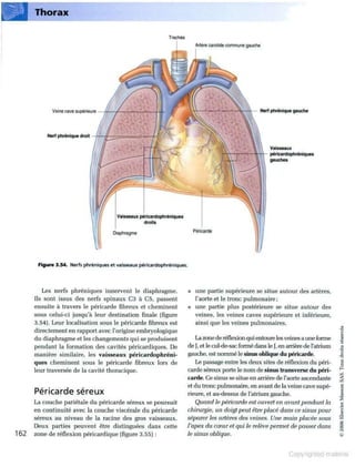 Grays anatomie