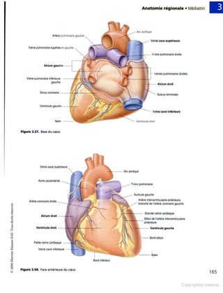 Grays anatomie