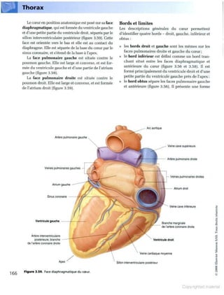 Grays anatomie