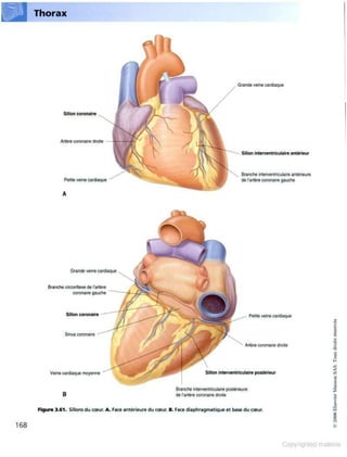 Grays anatomie