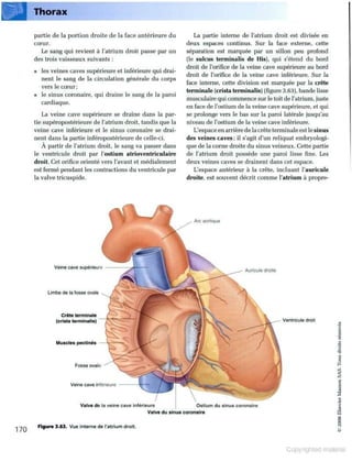 Grays anatomie