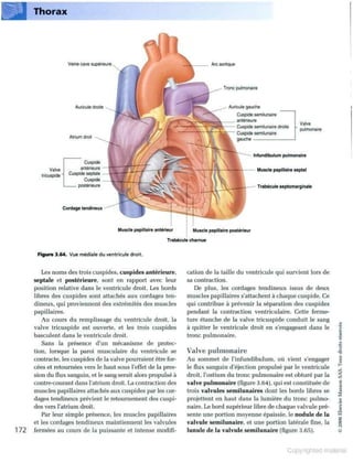 Grays anatomie