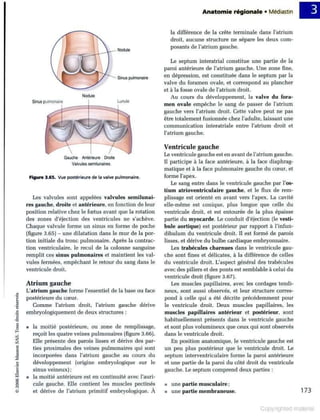 Grays anatomie