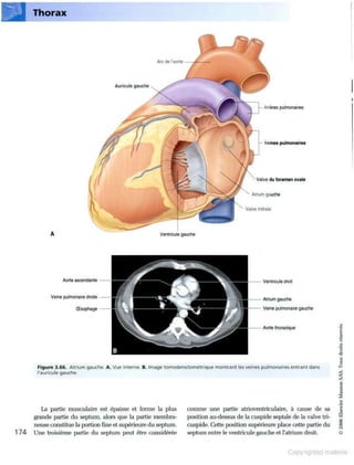 Grays anatomie