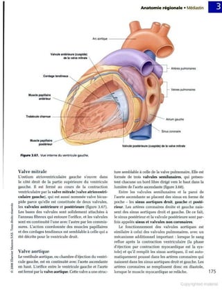 Grays anatomie