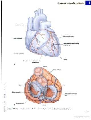 Grays anatomie