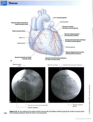 Grays anatomie