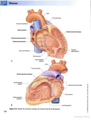 Grays anatomie
