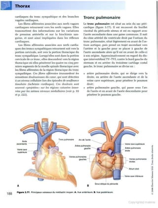 Grays anatomie