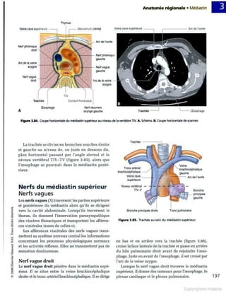 Grays anatomie