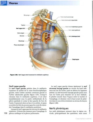 Grays anatomie