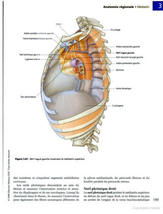 Grays anatomie