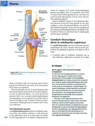 Grays anatomie