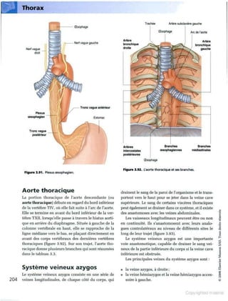 Grays anatomie