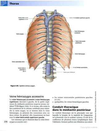Grays anatomie