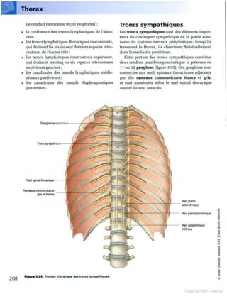 Grays anatomie