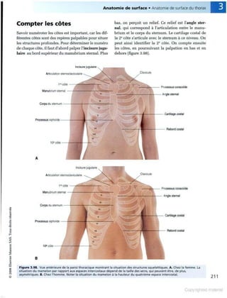 Grays anatomie
