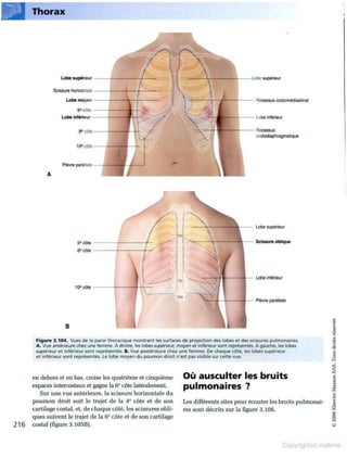 Grays anatomie