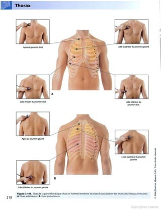 Grays anatomie