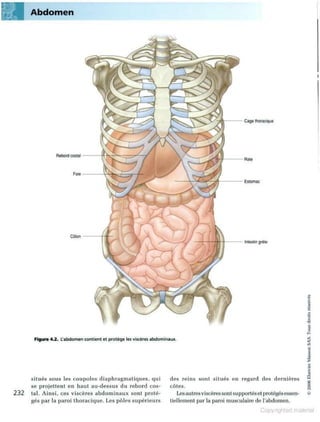 Grays anatomie