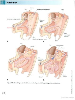 Grays anatomie