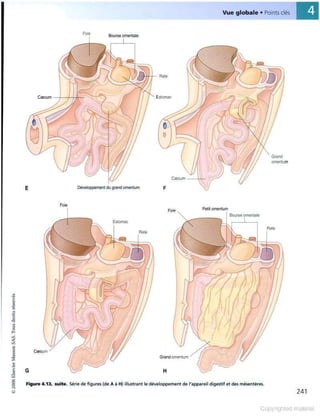 Grays anatomie