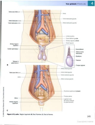 Grays anatomie