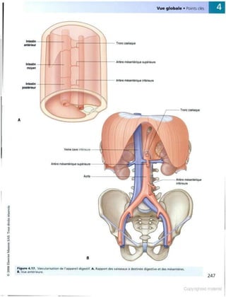 Grays anatomie