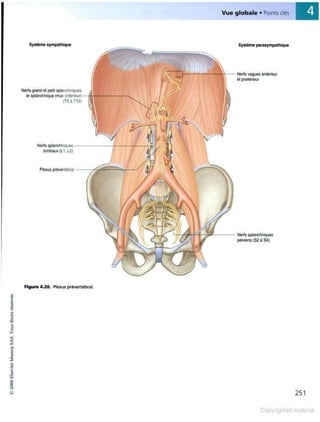 Grays anatomie