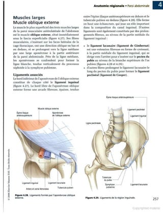 Grays anatomie