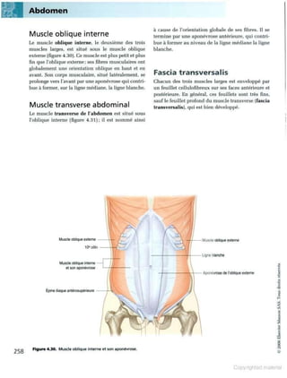 Grays anatomie
