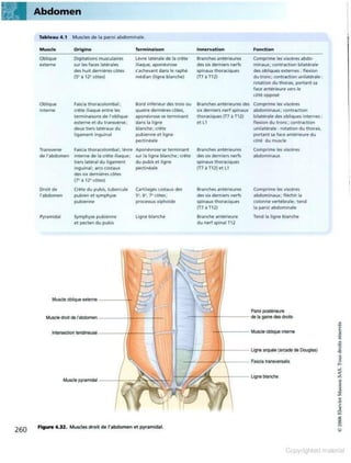 Grays anatomie