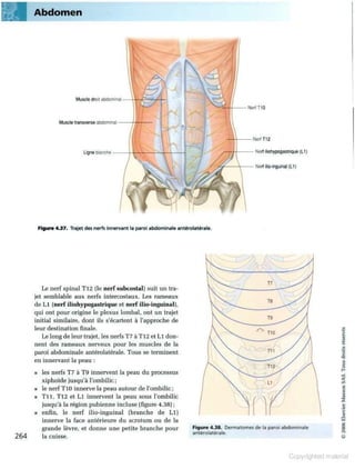 Grays anatomie