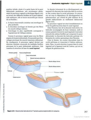 Grays anatomie