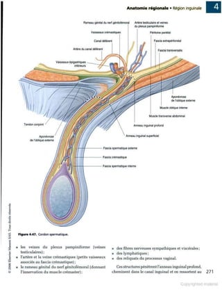Grays anatomie