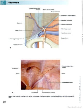 Grays anatomie