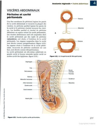 Grays anatomie