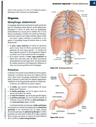 Grays anatomie
