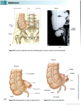 Grays anatomie
