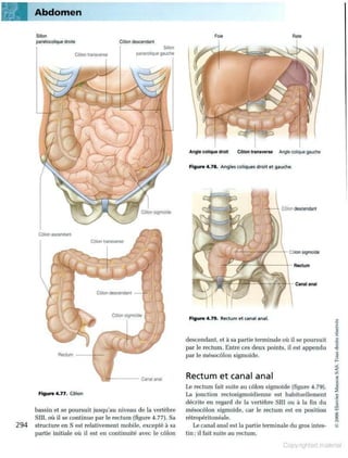 Grays anatomie