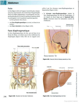 Grays anatomie