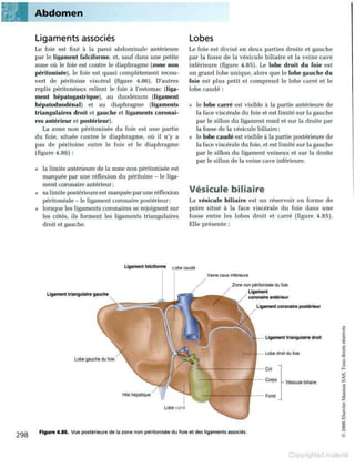 Grays anatomie