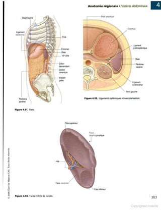 Grays anatomie