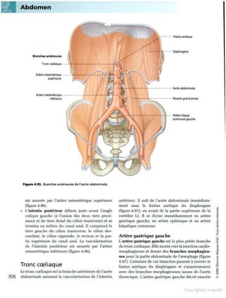 Grays anatomie