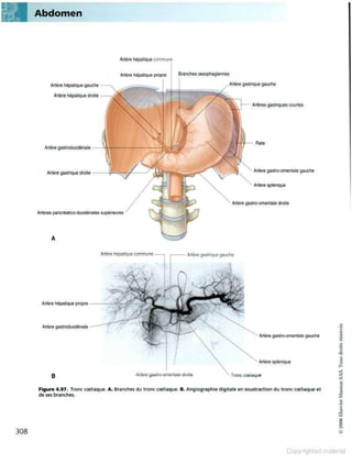 Grays anatomie