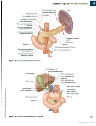 Grays anatomie