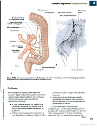 Grays anatomie