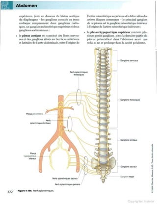 Grays anatomie