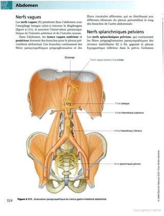 Grays anatomie